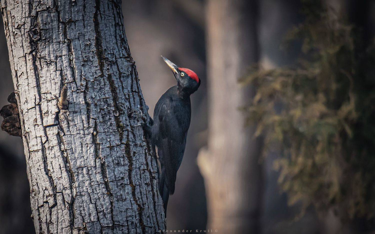 дятел, желна, Круль Александр