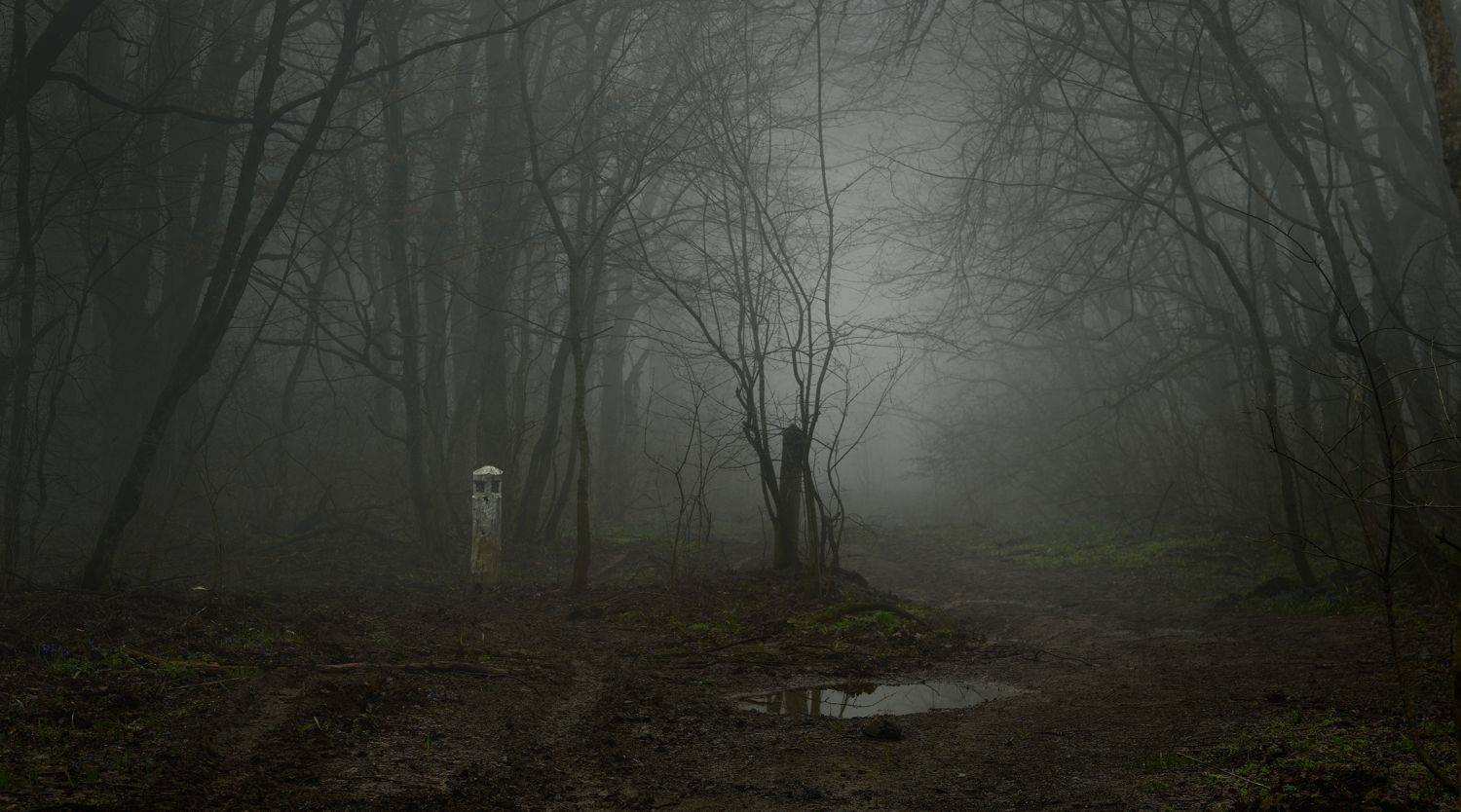 весна туман лес утро, Александр Жарников