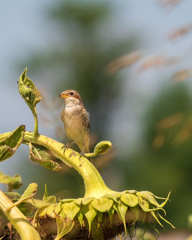 Скоро весна фото превью