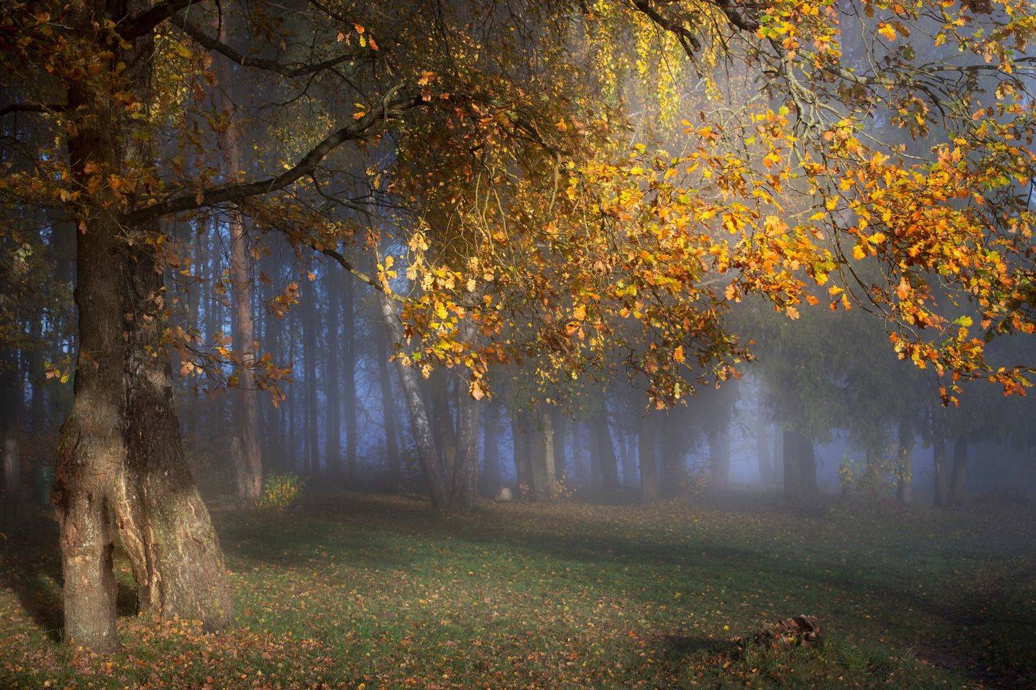 , Игорь Денисов