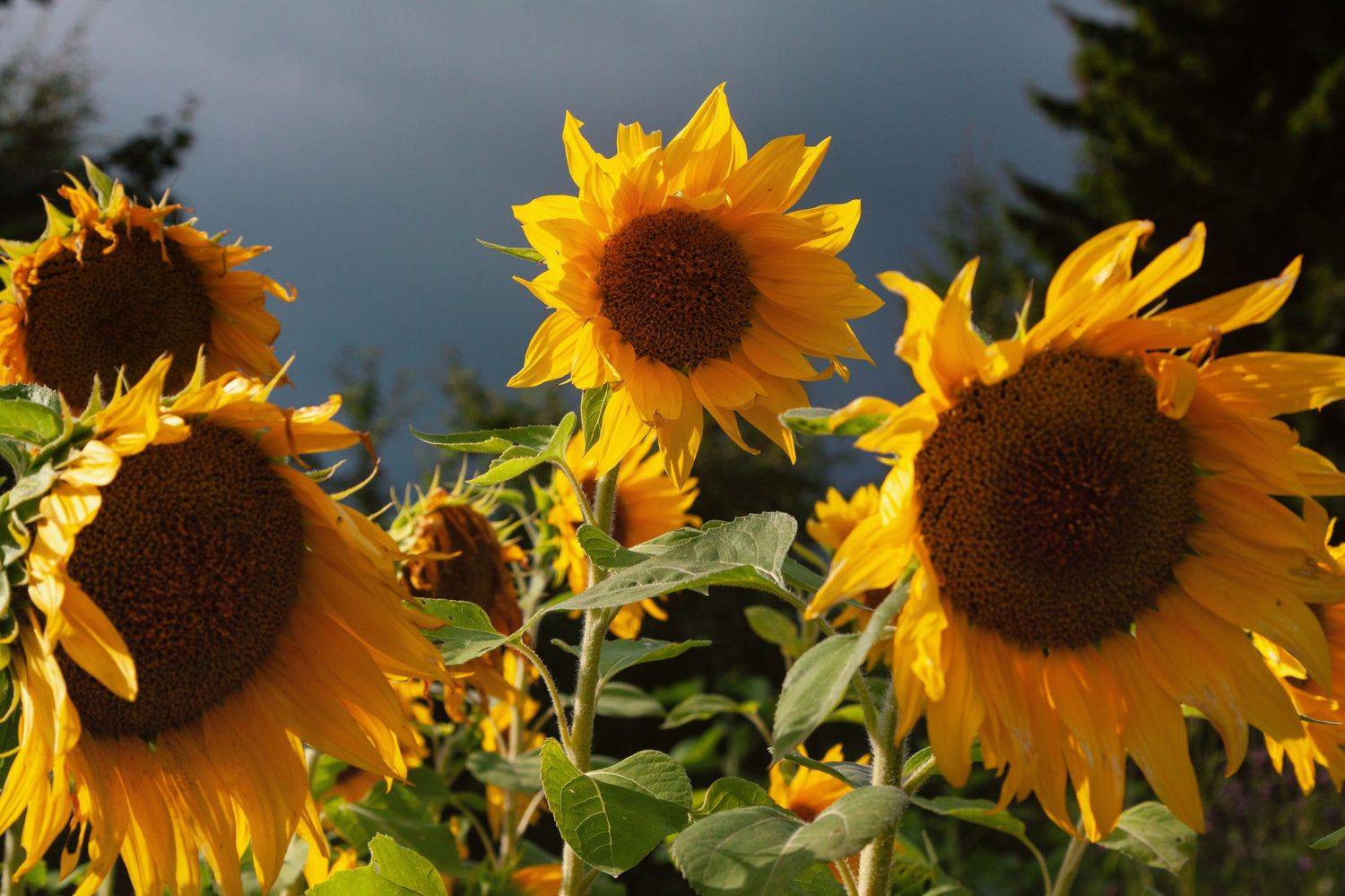 подсолнух лето, Светлана Холодняк