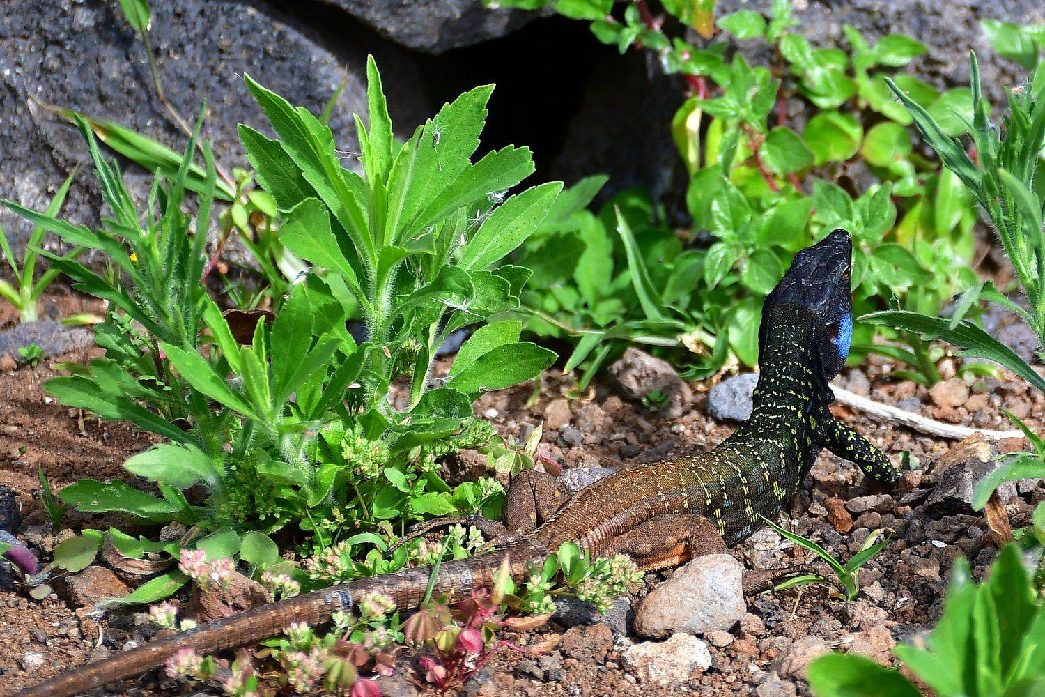 , Корнейчук Игорь