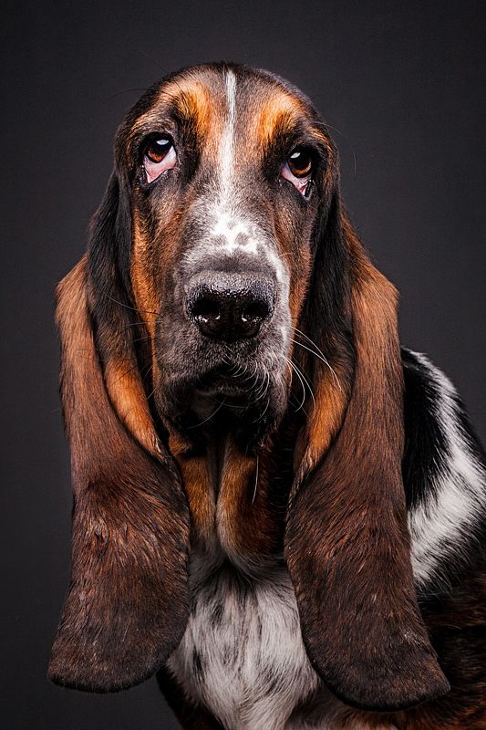 собака, бассет-хаунд, портрет Красотка «Лола» фото превью