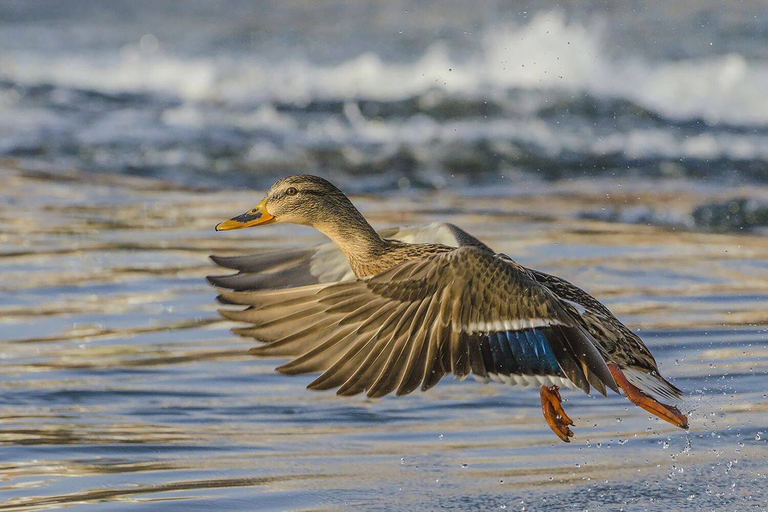 птица, утка, кряква, Михаил Агеев