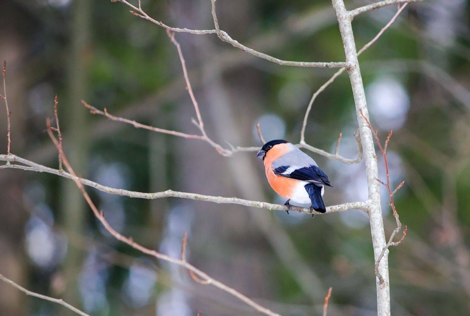 снегирь, КарОл