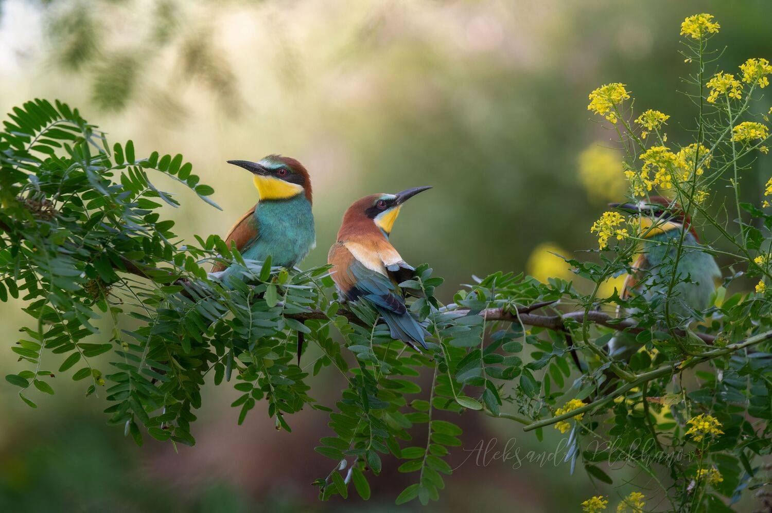 , Александр Плеханов