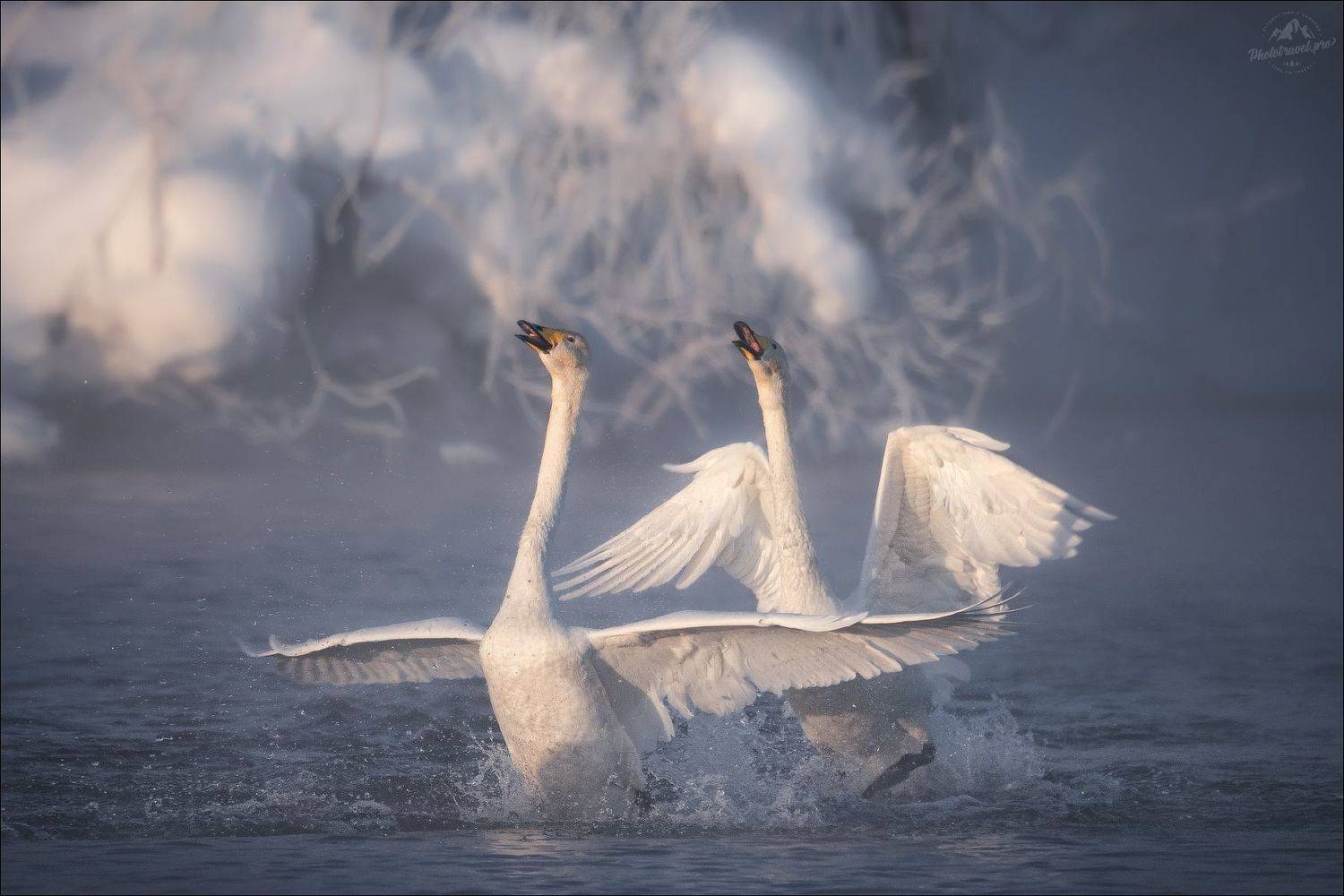 алтай, алтайский край, горный алтай, лебеди, фототур на алтай, Влад Соколовский