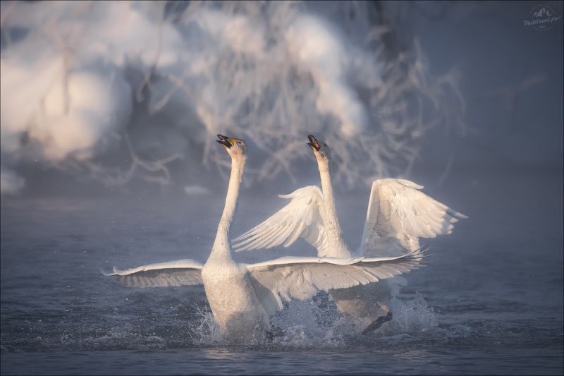 алтай, алтайский край, горный алтай, лебеди, фототур на алтай Лебединая песня фото превью