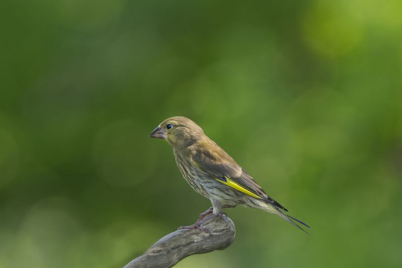 Обыкновенная зеленушка фото превью