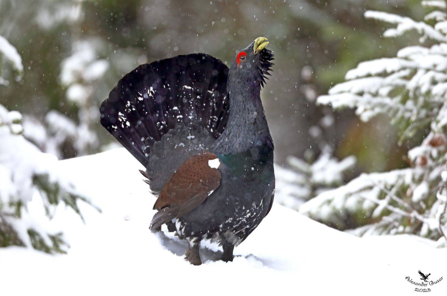 , Александр Гусар