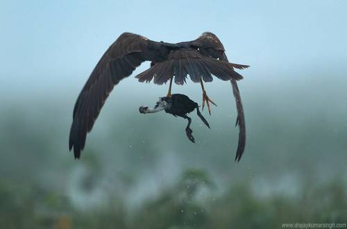 Marsh harrier