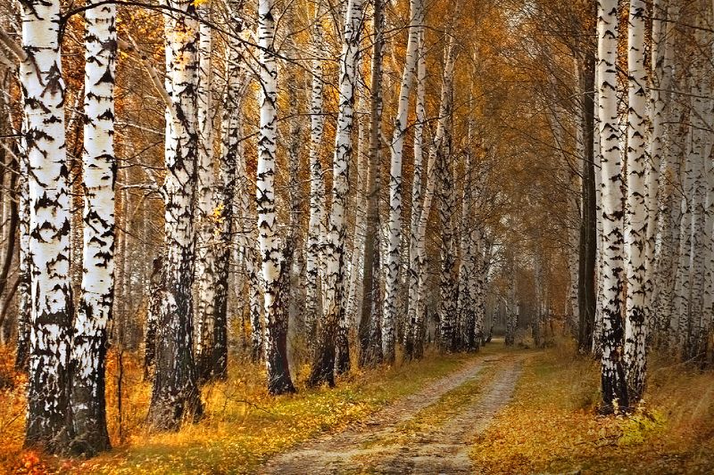 Последняя осень фото превью