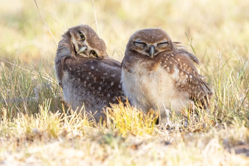 Малышня фото превью