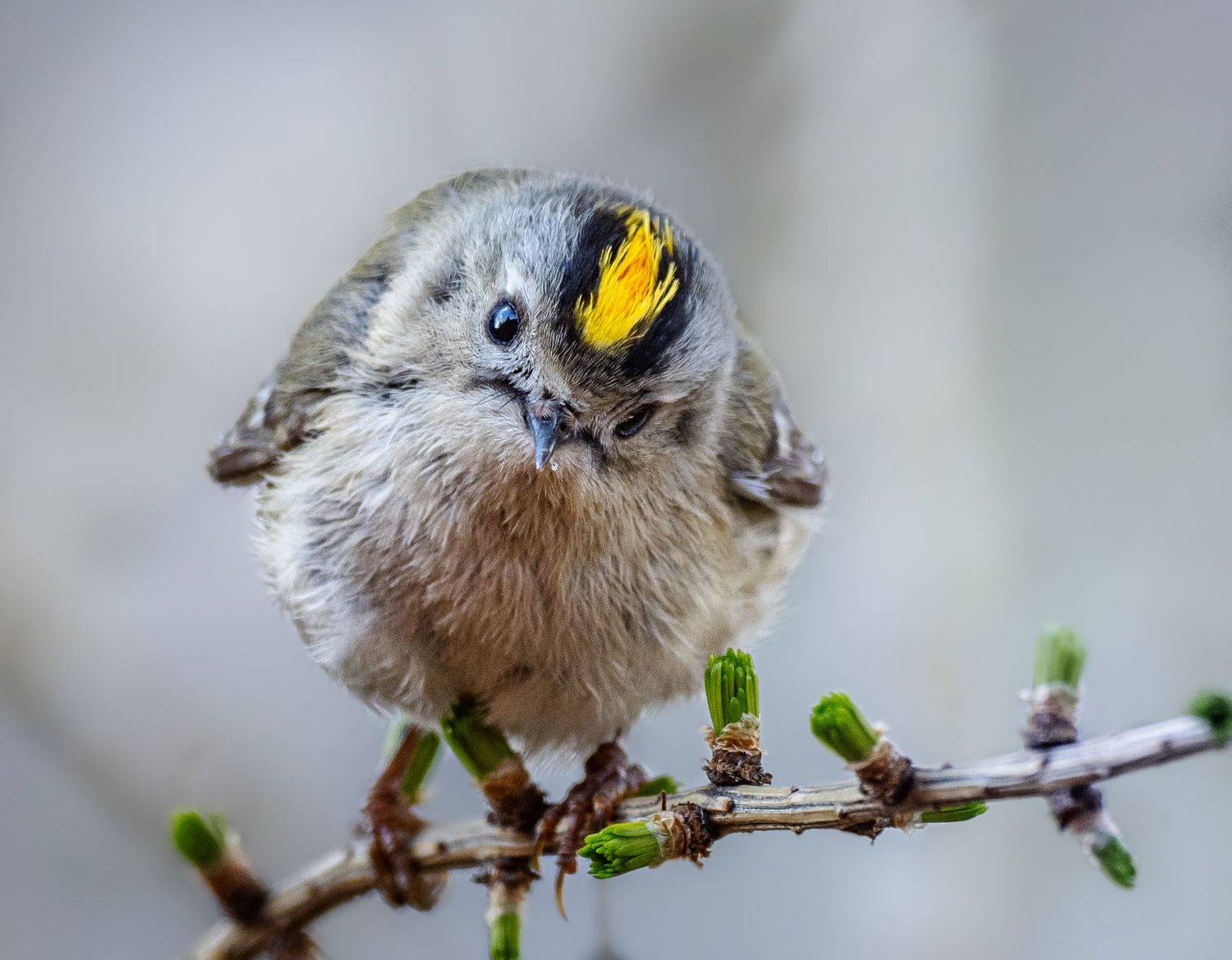 , Курлянцев Алексей