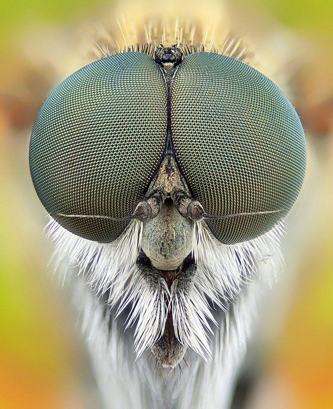 pu5z3k, macro, stack o.o фото превью