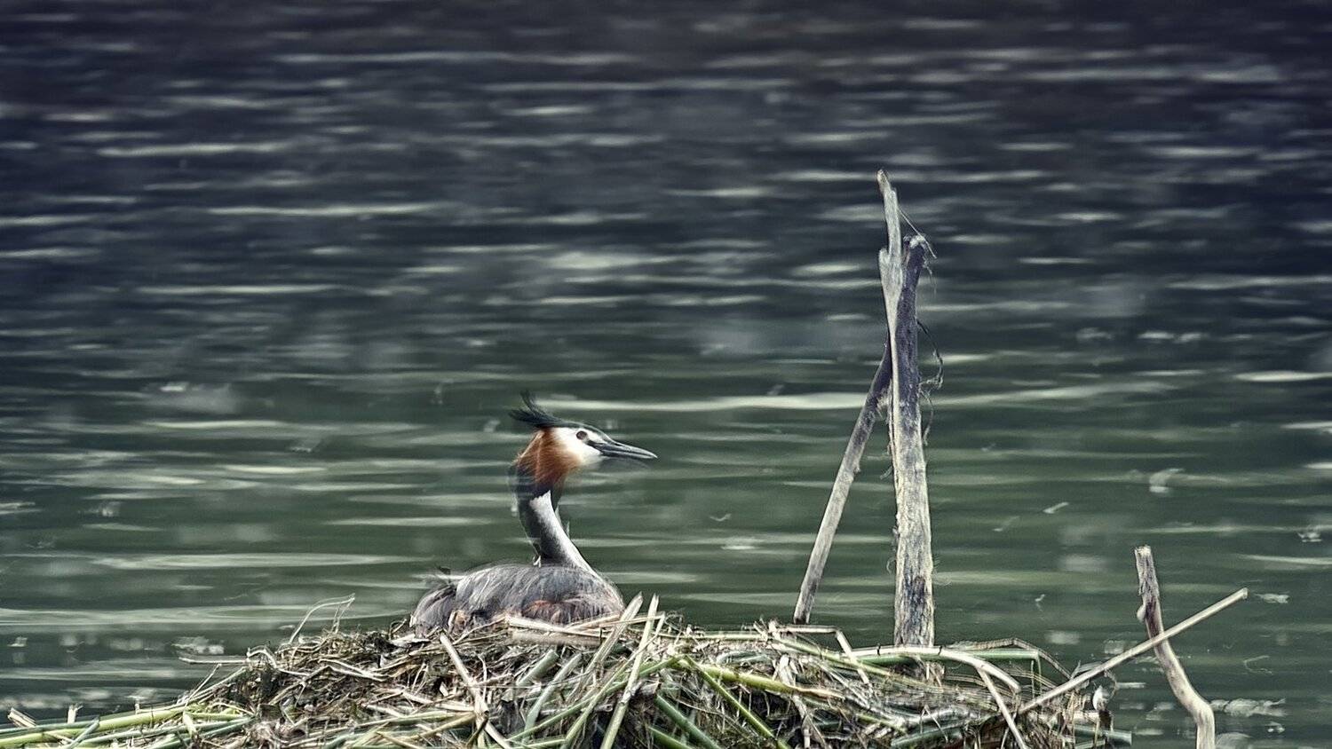 Hatching, Life, KIM SUK EUN