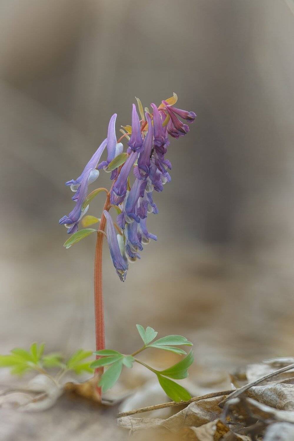 , Кузнецов Дмитрий