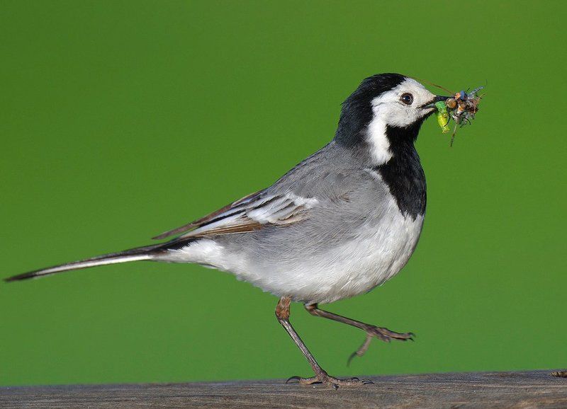 * * * фото превью