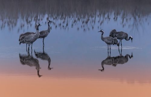 Журавлиная прелюдия ...