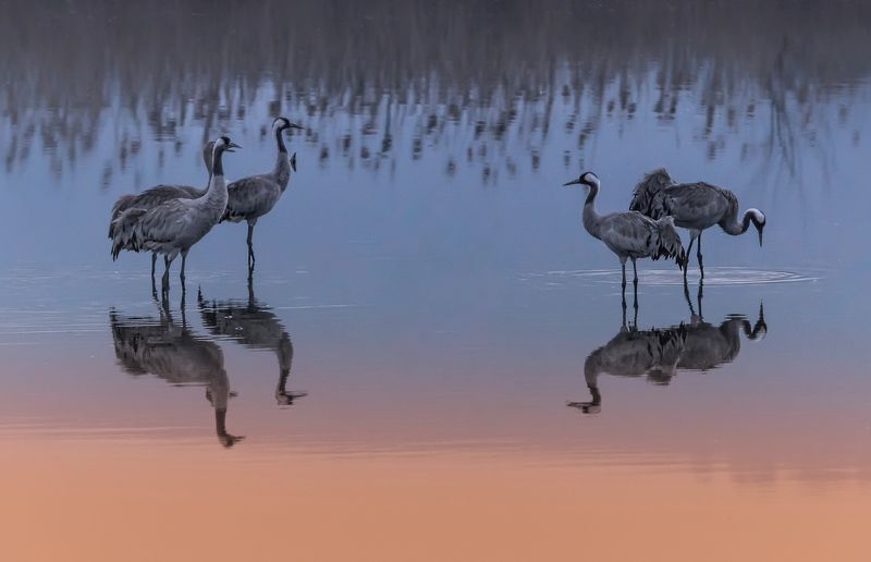 Дикая природа, Журавли, Заповедник, Озеро, Природа, Птицы, Рассвет, Серые журавли, Утро Журавлиная прелюдия ... фото превью