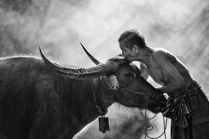 Asia, Asian, Buffalo, Culture, Kiss, Life, Photography, Thai, Thailand, Wanonniwas K i s s фото превью