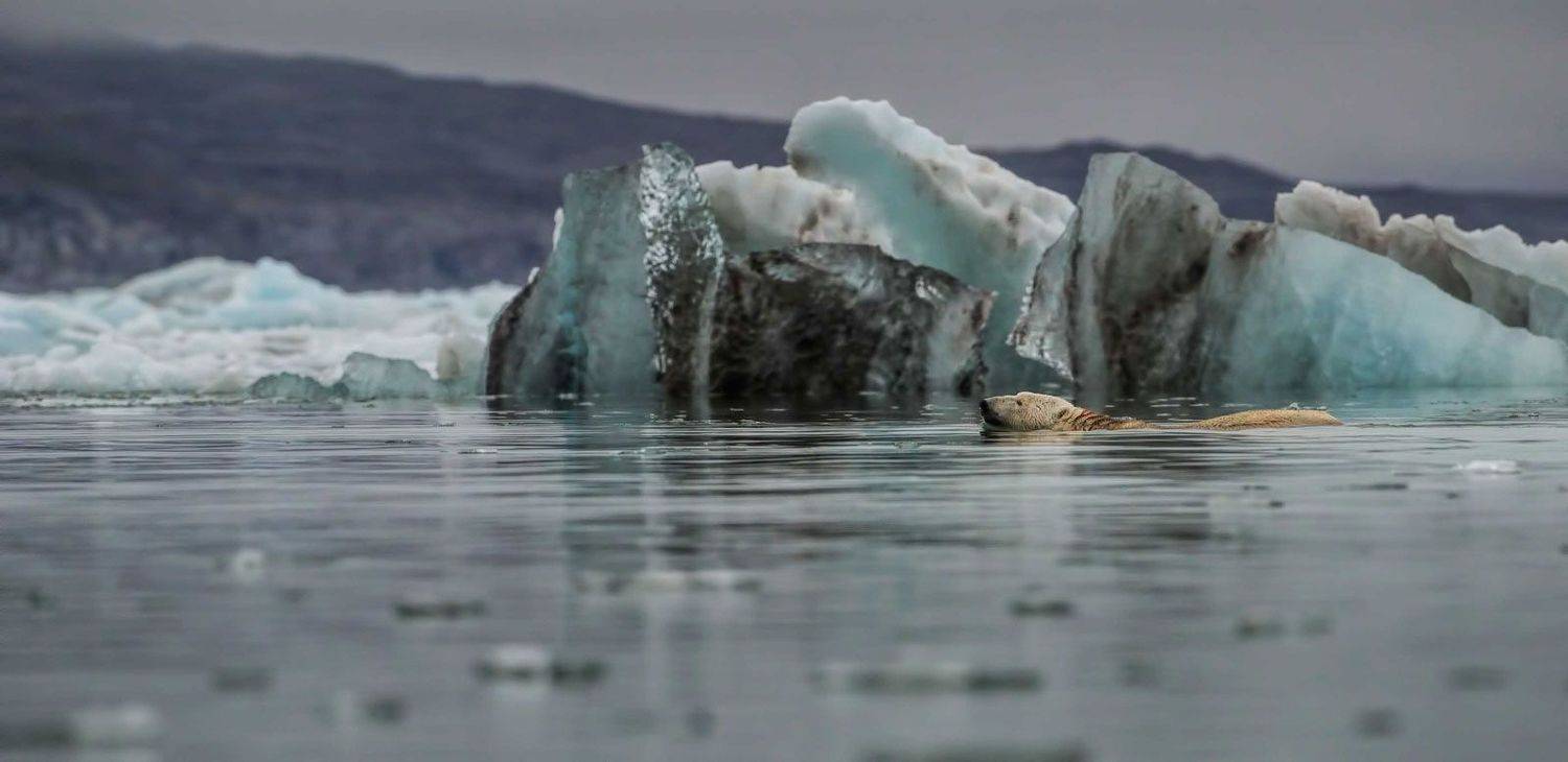 Арктика, Шпицберген, белый медведь, полярный медведь, дикая природа, путешествия, животный мир, мир Арктики, айсберги, Анна Яценко