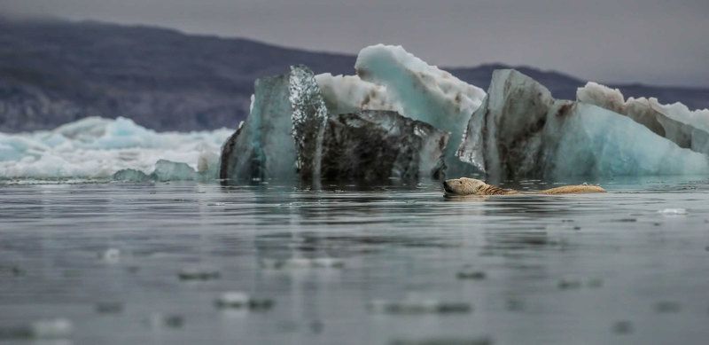 Арктика, Шпицберген, белый медведь, полярный медведь, дикая природа, путешествия, животный мир, мир Арктики, айсберги плывущий среди льдов фото превью