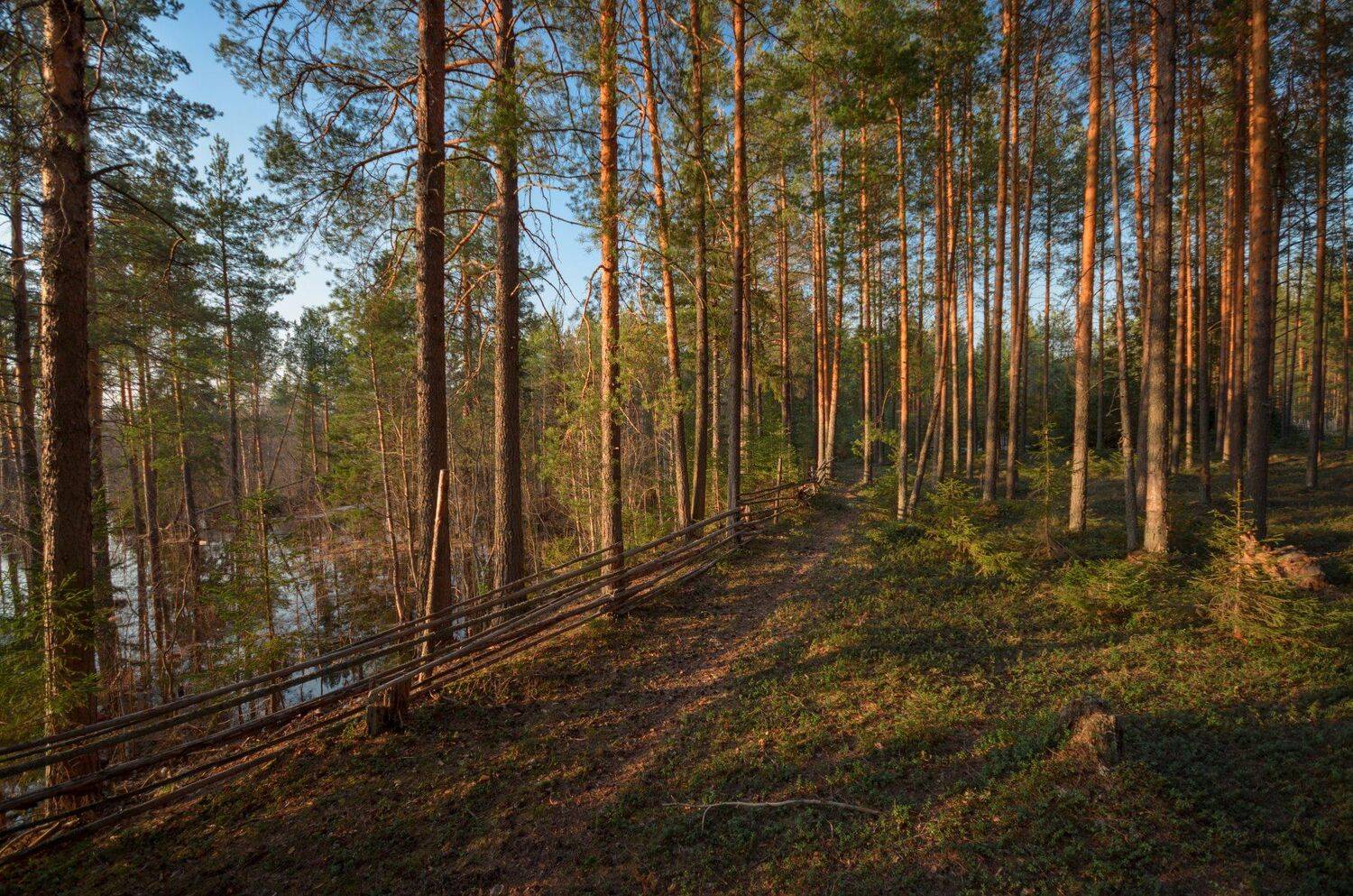 Весна, Забор, Лес, Май, Небо, Половодье, Сосны, Тропинка, Сергей