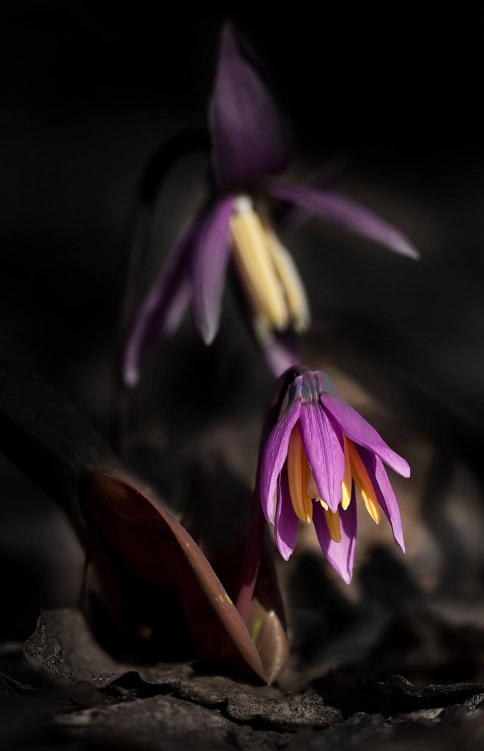 Кандык, Сергей Устюжанин