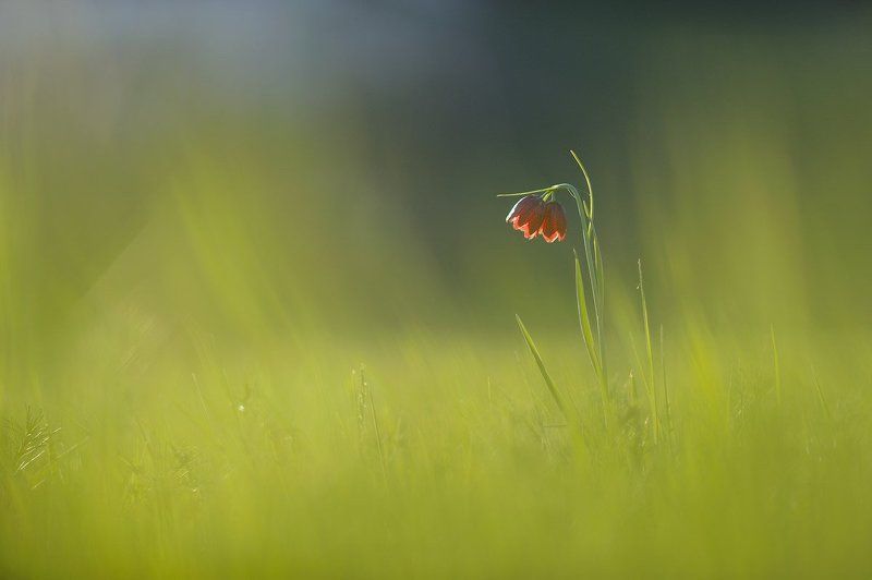 Flowers, Green, Macro *** фото превью