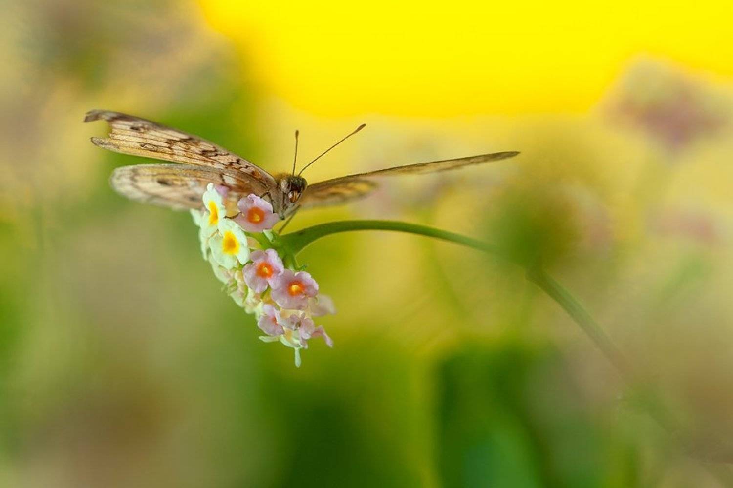 Butterfly, Budi Gunawan