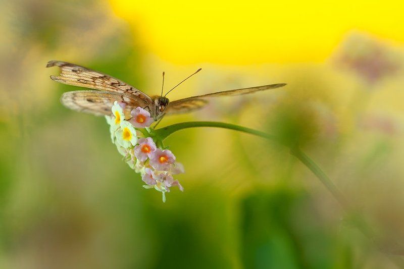 Butterfly Broken Wing фото превью