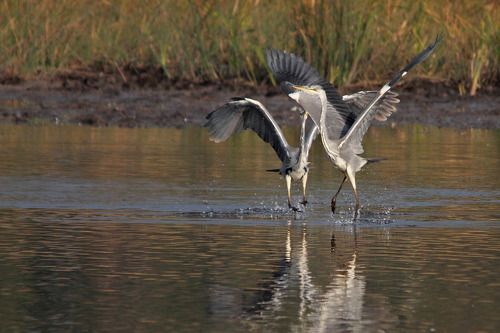 Танцы на воде