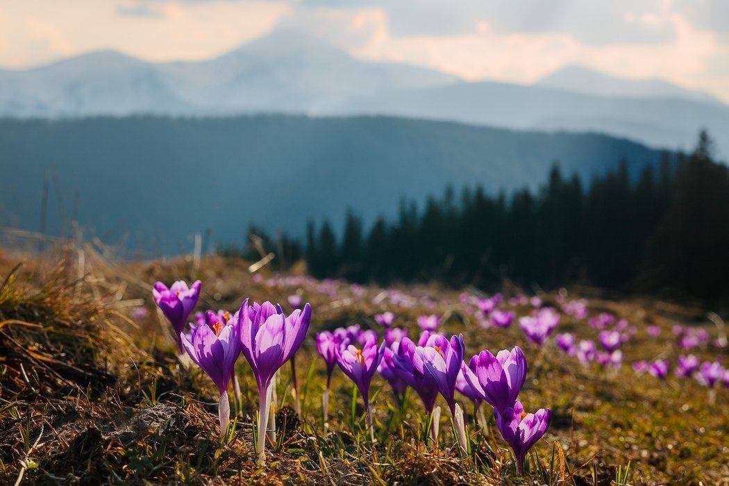 , Ярослав Тюрменко (Jaremi)