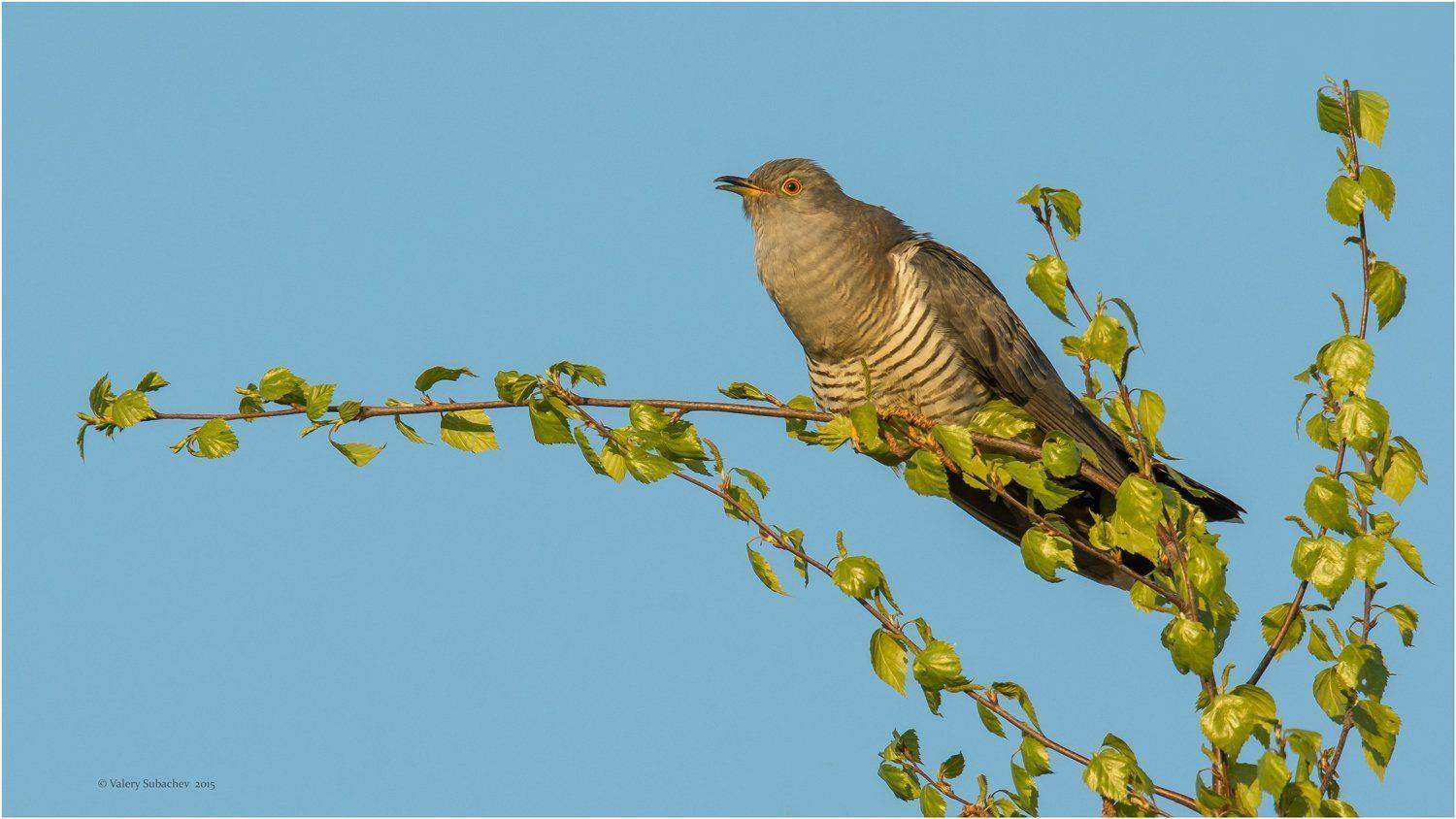 , Валерий Субачев