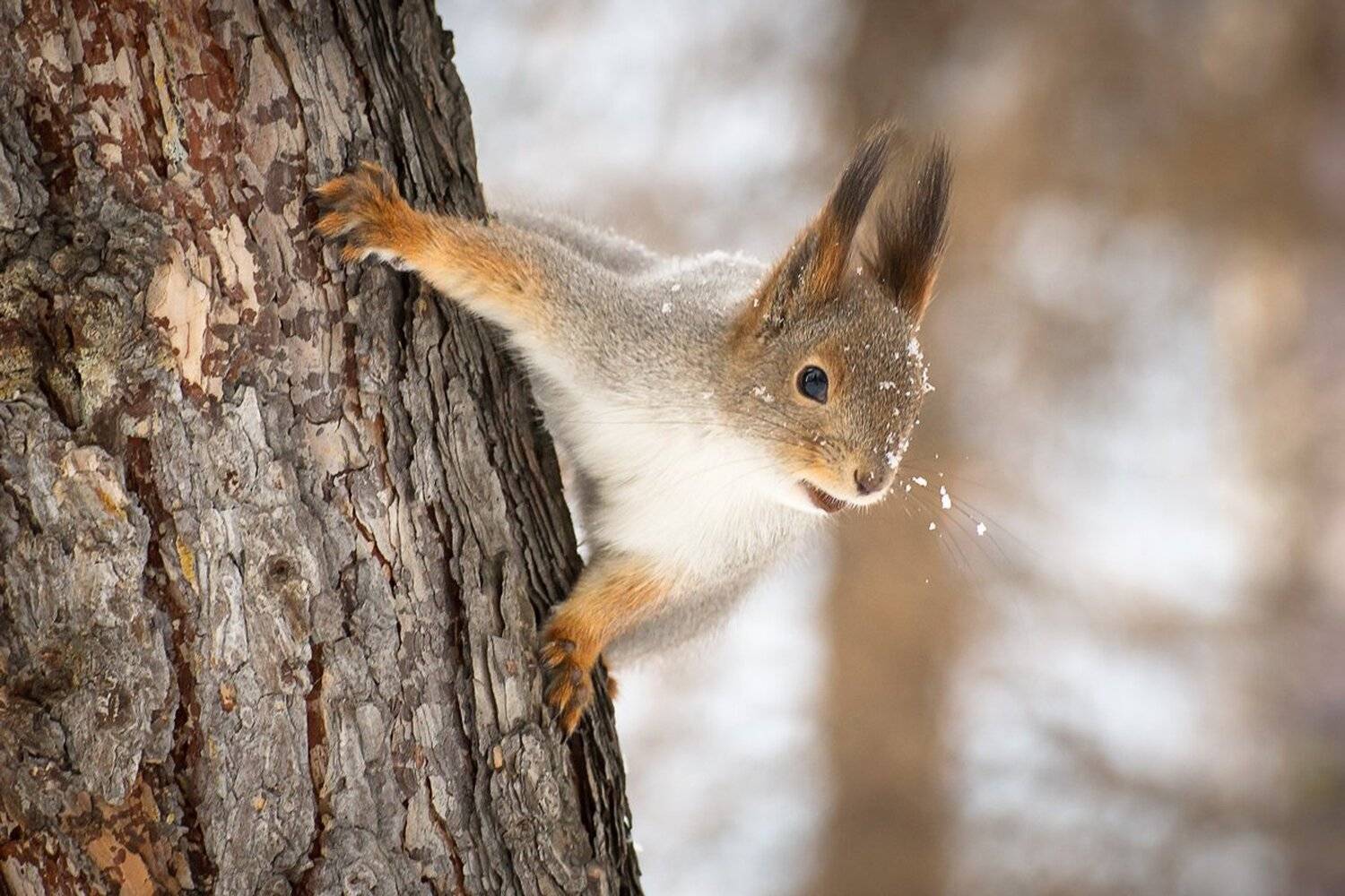 , Михаил Туркеев