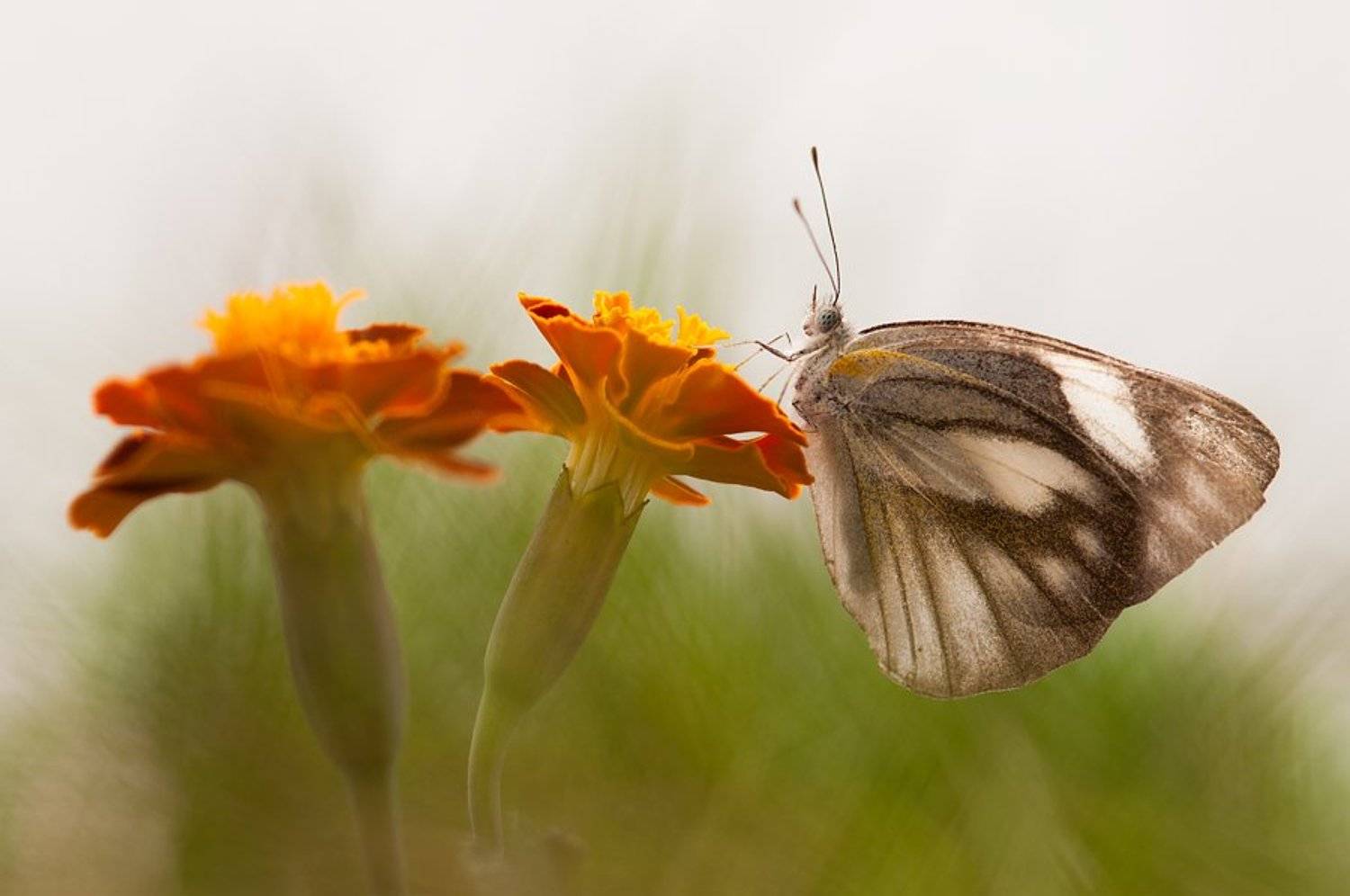 Butterfly, Budi Gunawan