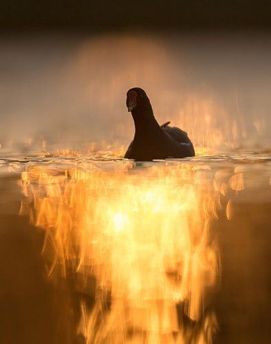 BBQ moorhen