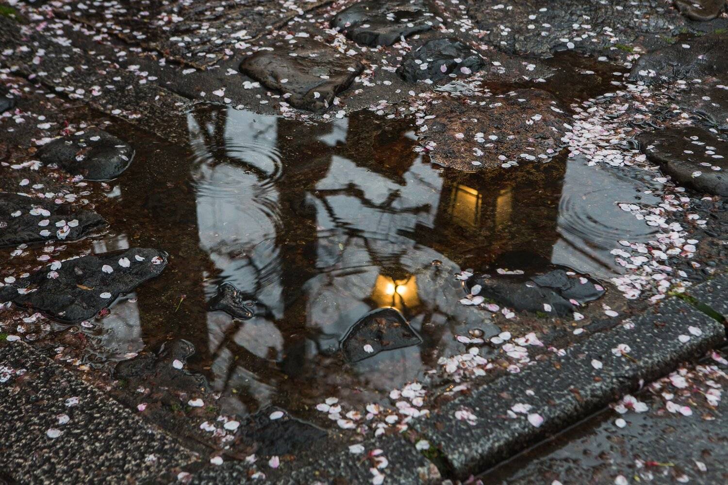 Киото, Отражение, Сакура, Япония, Марина Маликова