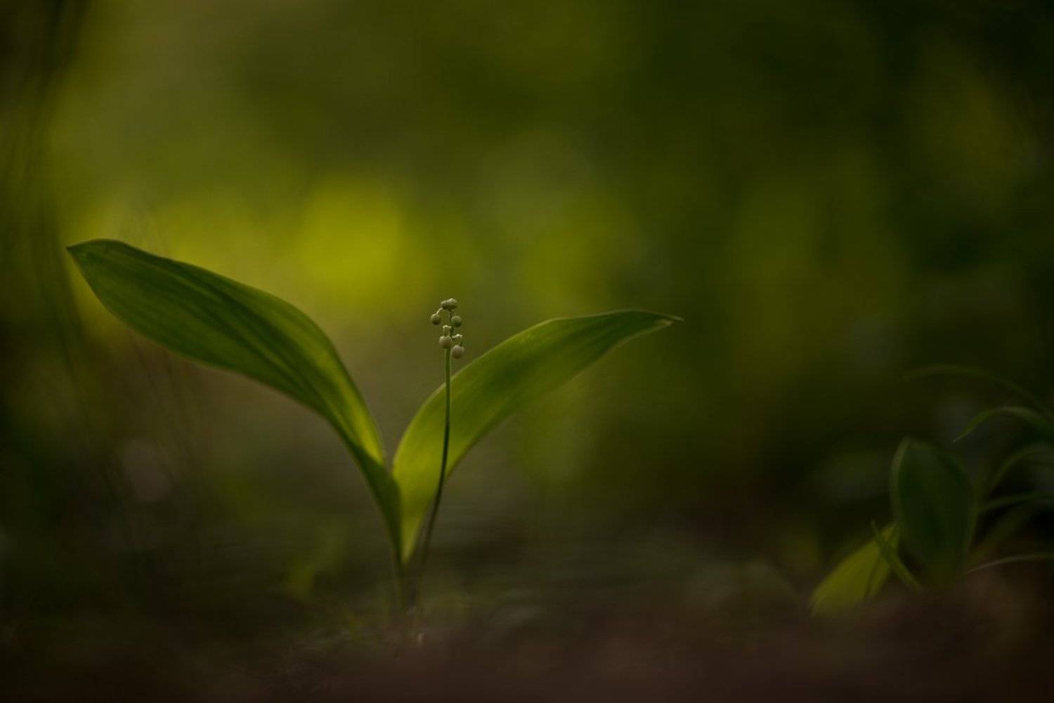 Nikon D 800, Zeiss Makro-Planar T* 2/100 ZF.2, Бутоны, Весна, Воронеж, Ландыш, Май, Свет, Утро, Геннадий Мещеряков