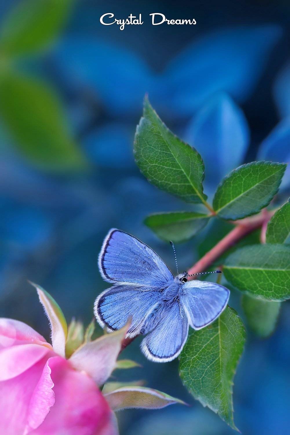 "Apologize", Butterfly, Color, Roze, Татьяна Крылова