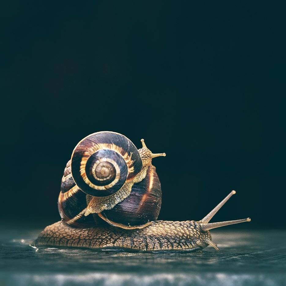 , Васил Анастасовски