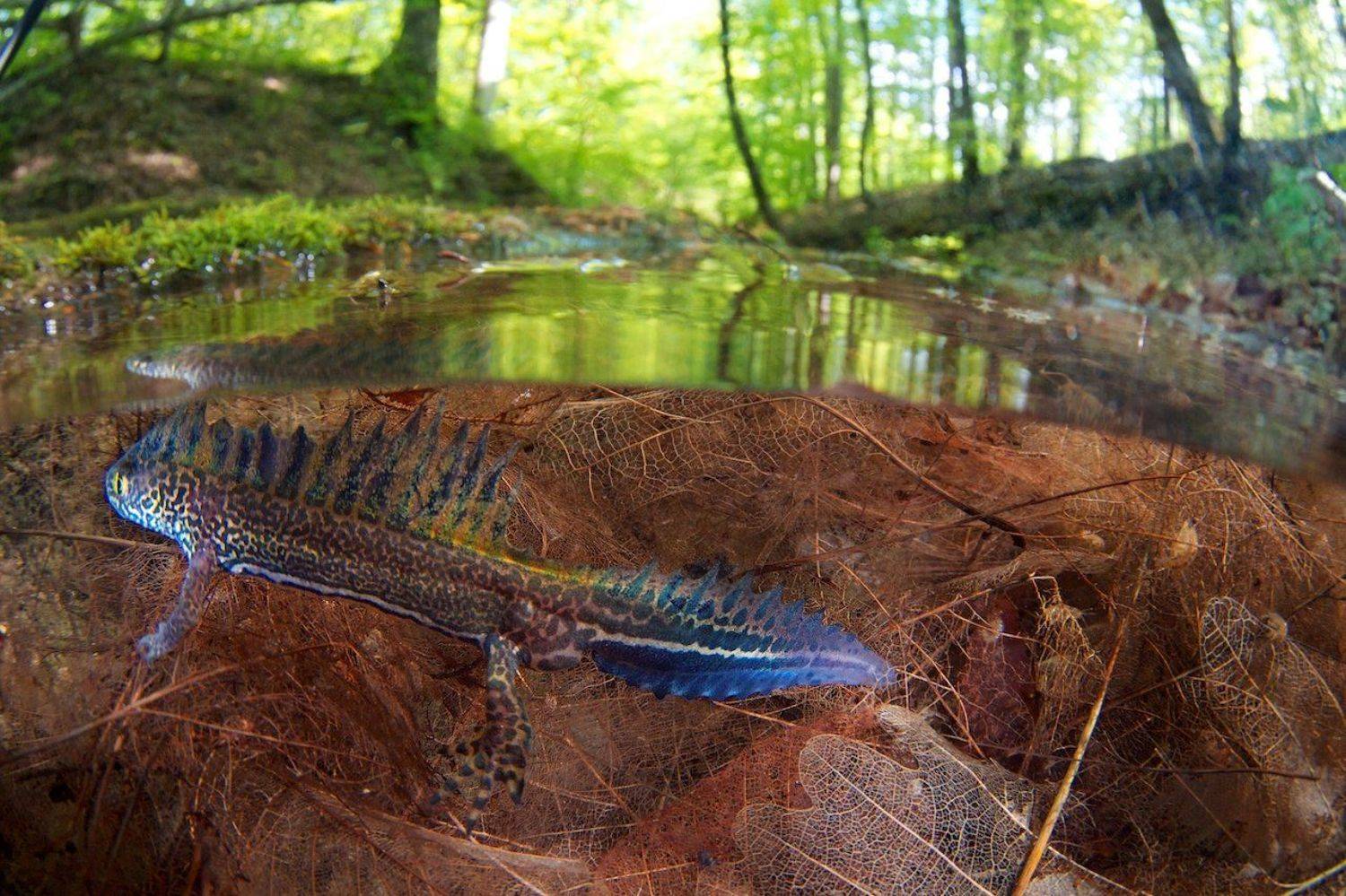 Весна, Земноводное, Кавказ, Малоазиатский тритон, Тритон, Никифоров Егор