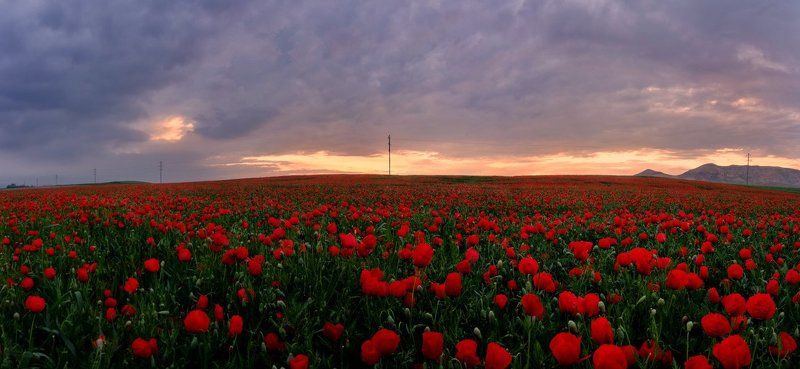 Lolazor (маковое поле) фото превью