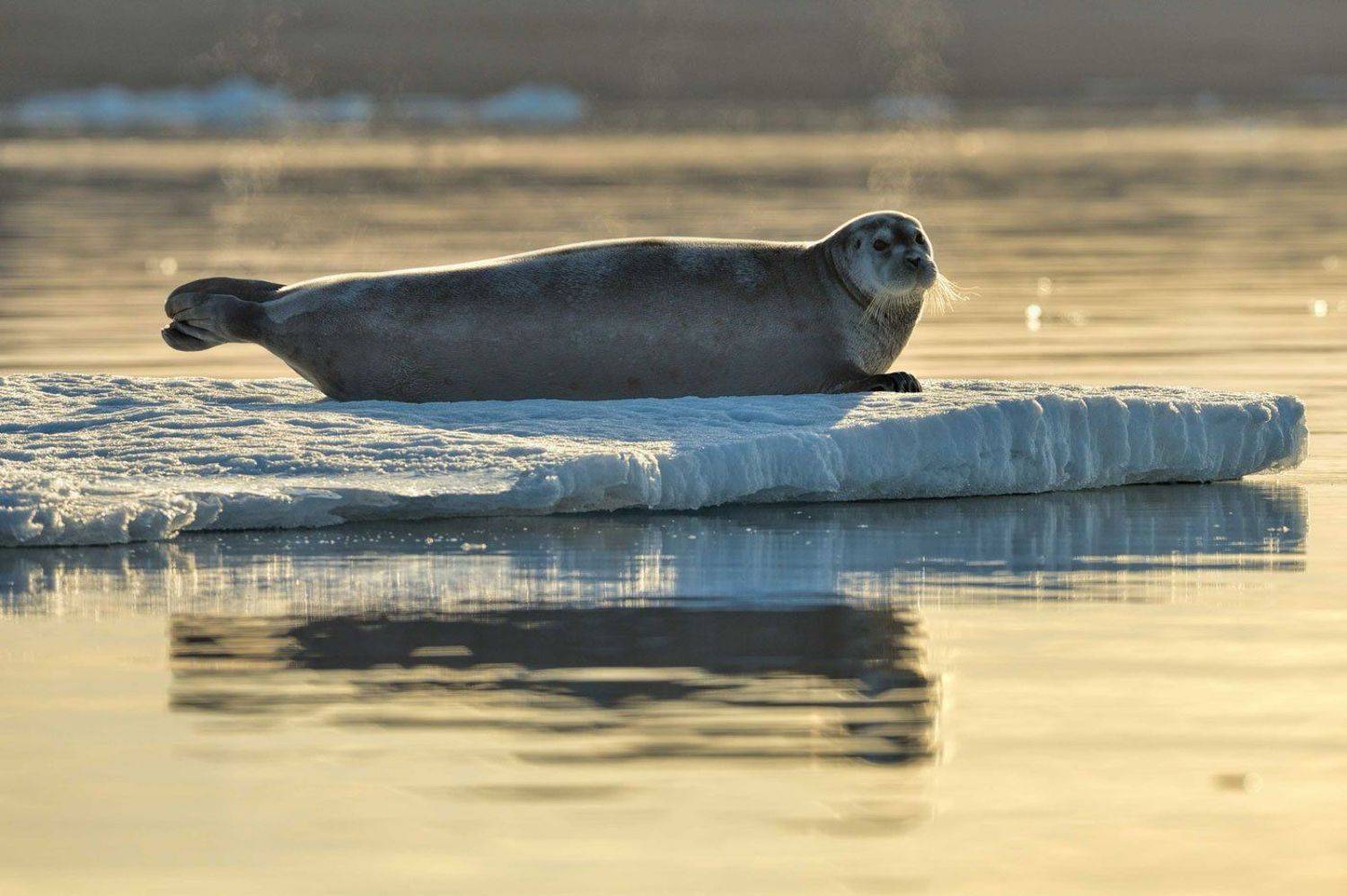 Арктика, остров Шпицберген, путешествия, тюлень, животный мир, дикая природа, Анна Яценко