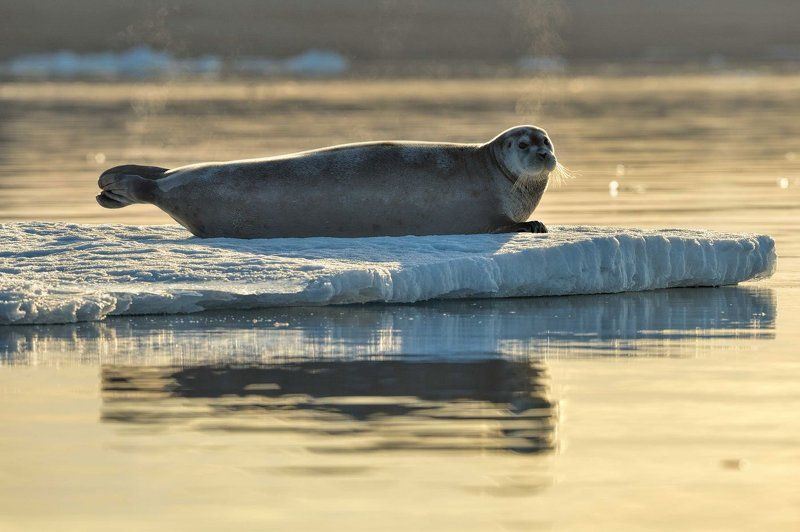 Арктика, остров Шпицберген, путешествия, тюлень, животный мир, дикая природа неожиданные гости фото превью