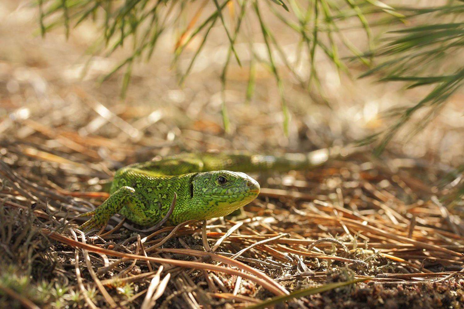 , Роман Рысь