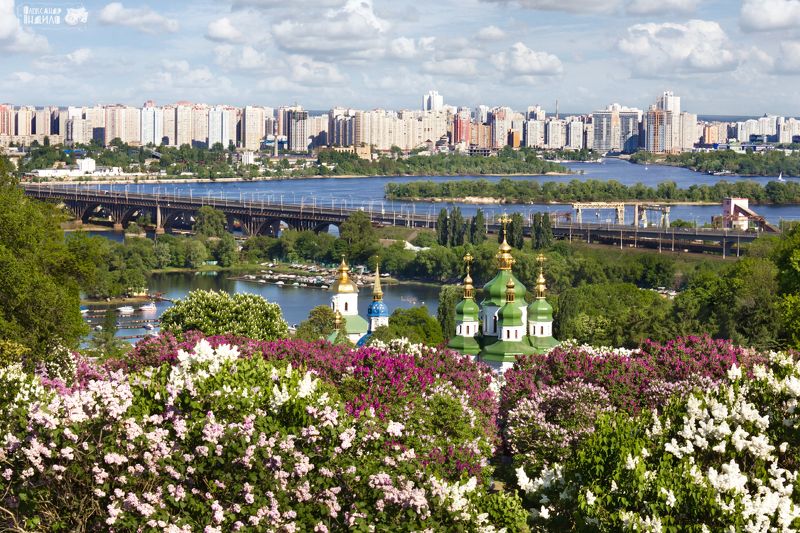 Сирень.евый Киев фото превью