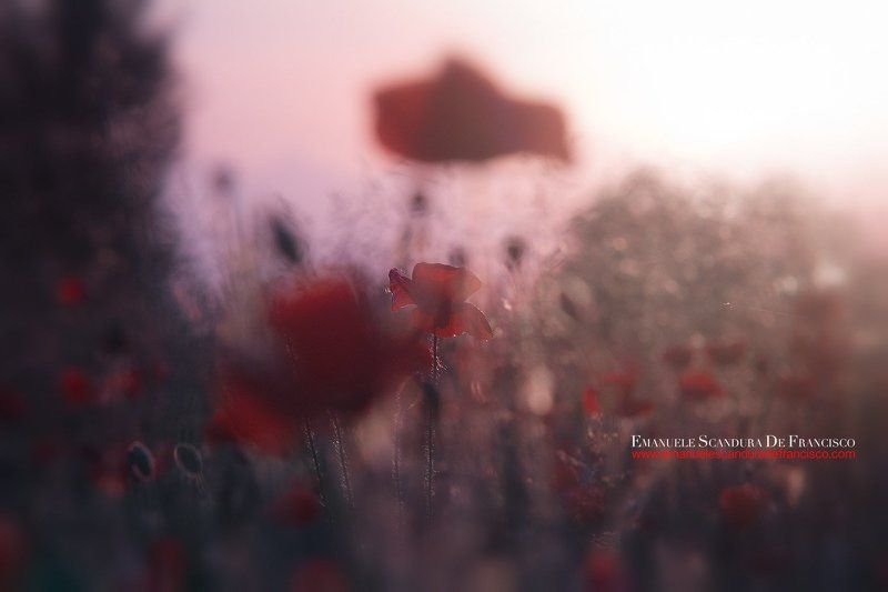 Italia, Papaveri, Primavera Papaveri фото превью