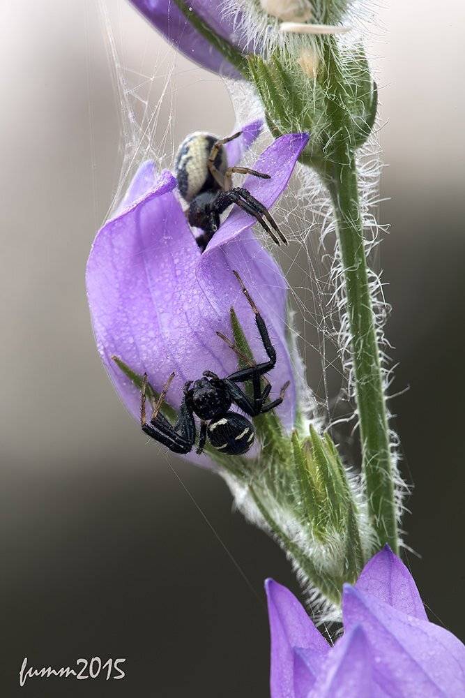 , Игорь ФУММ